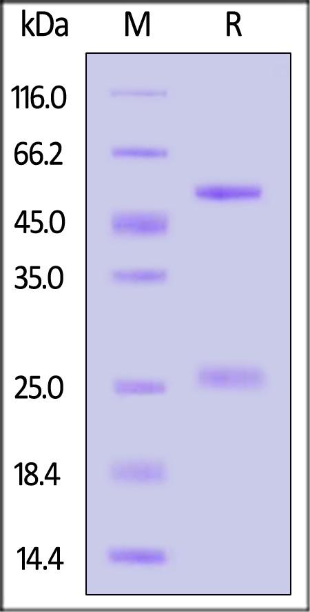 A3R-M575-sds