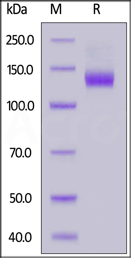 ACE2 SDS-PAGE