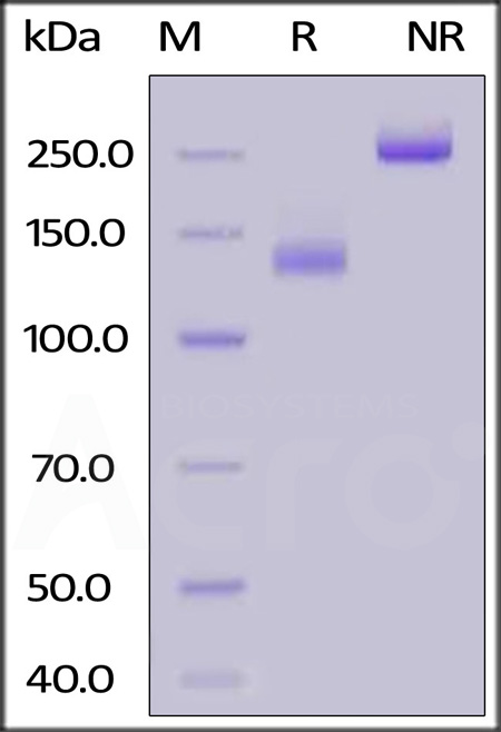 AC2-H5255-sds