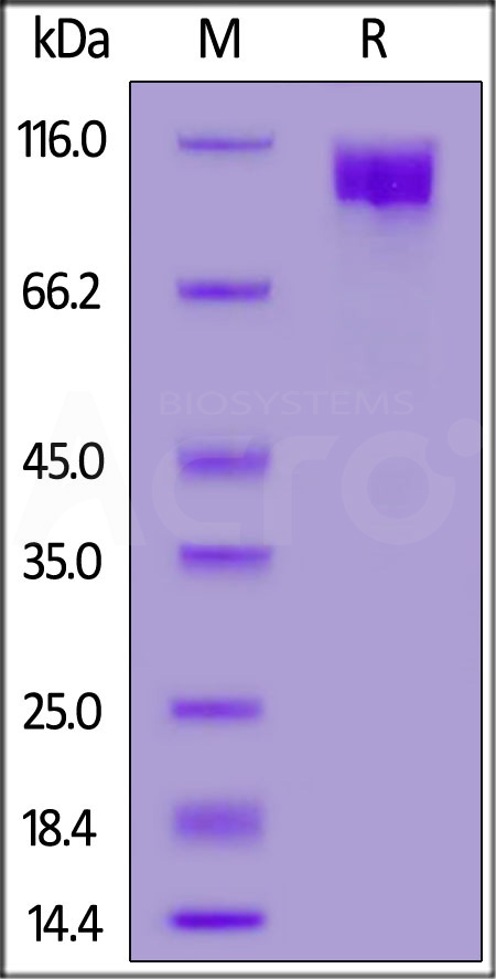 AC2-H52H4-sds