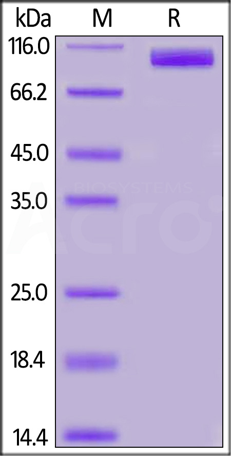 ACE2 SDS-PAGE