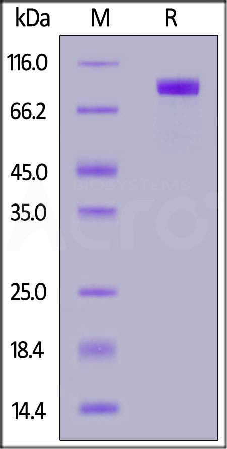 AC2-H82E8-sds