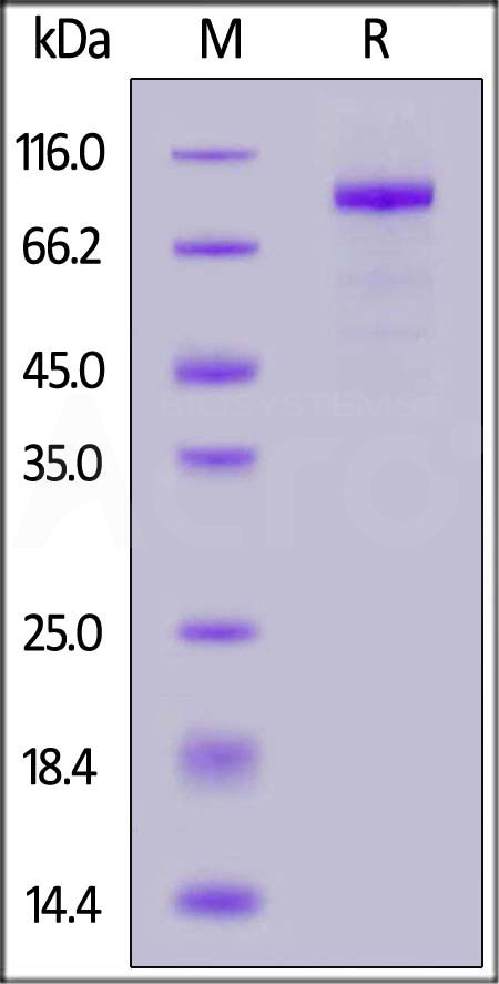 AC2-M52H3-sds