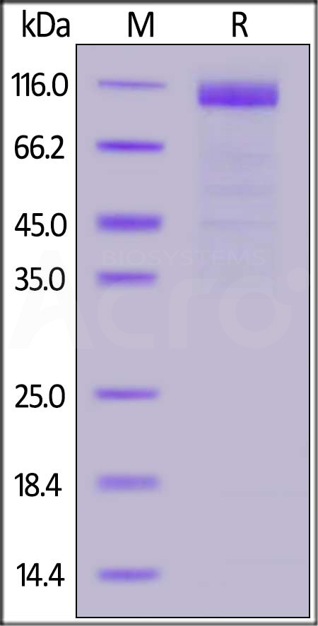 ACE2 SDS-PAGE