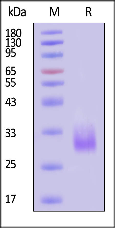 Activin RIIA SDS-PAGE