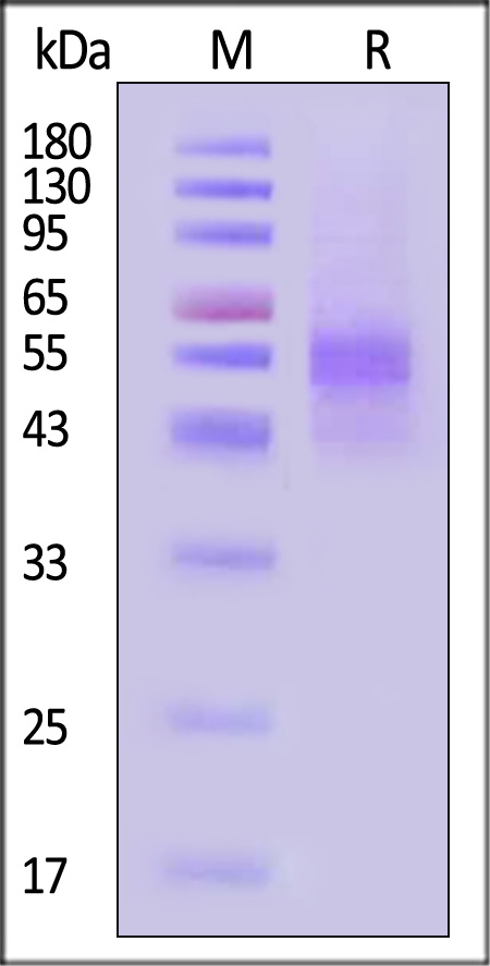 ACA-H5269-sds