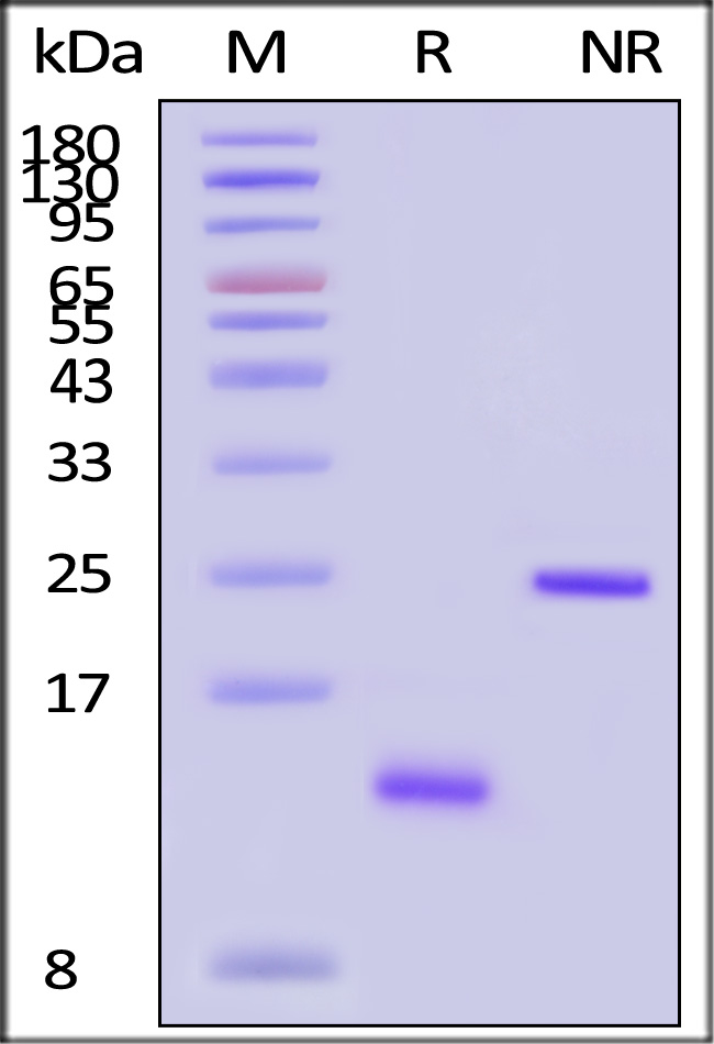 Activin A SDS-PAGE