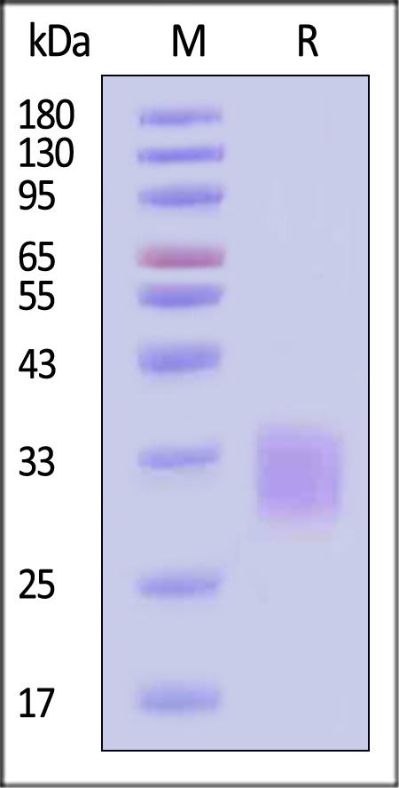 Activin RIIA SDS-PAGE