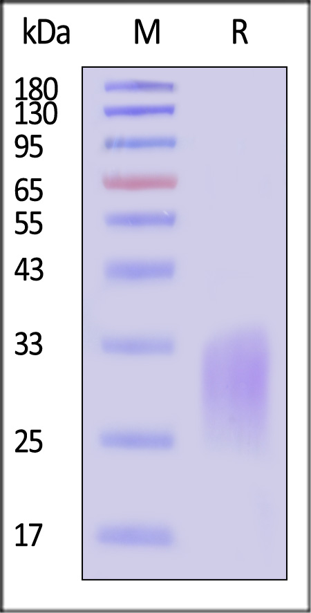 Activin RIIA SDS-PAGE