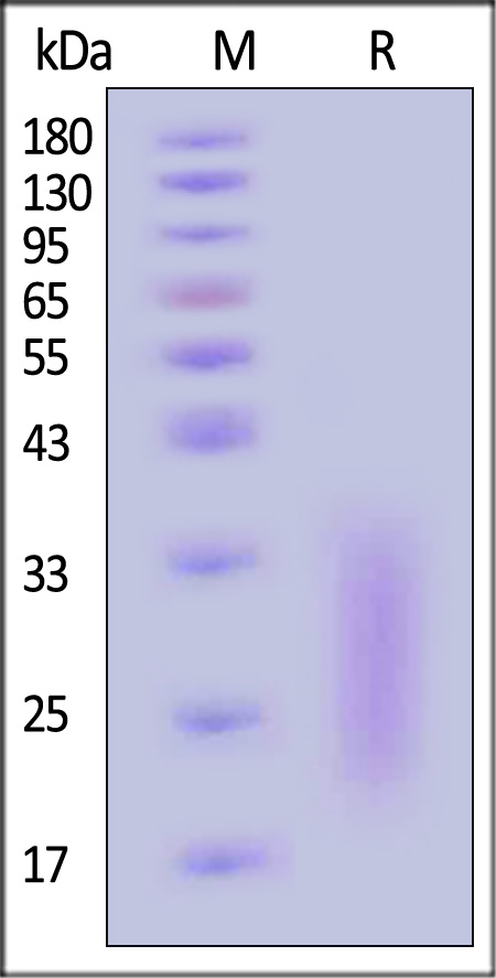 ACB-H5226-sds