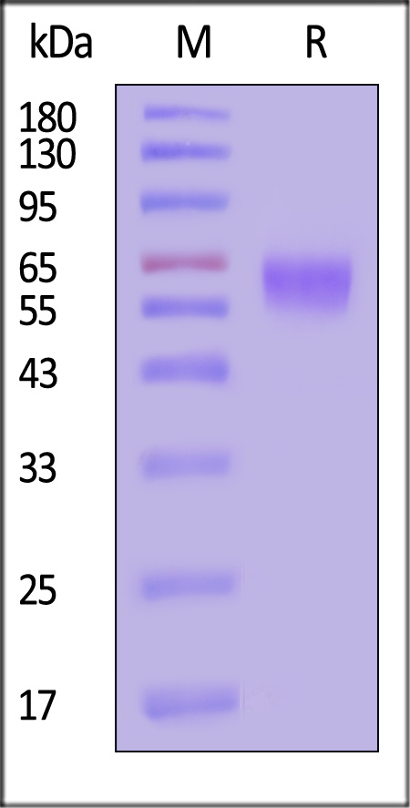 ACB-H5254-sds