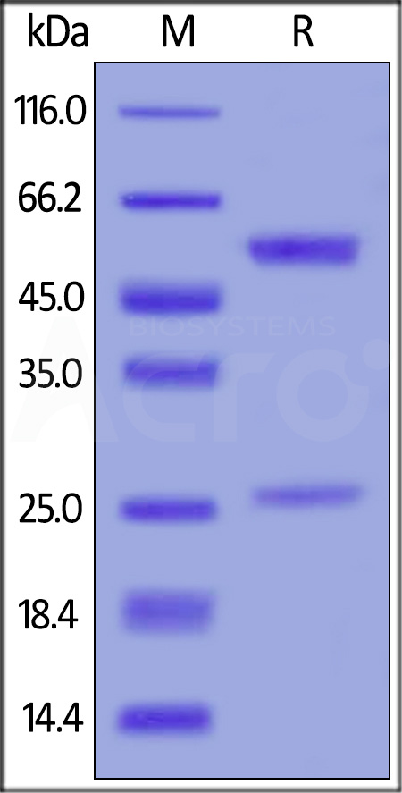 Adalimumab SDS-PAGE