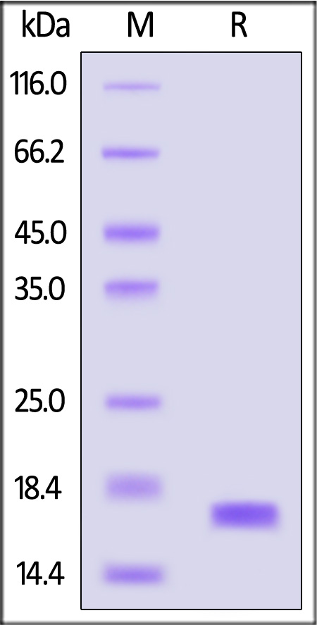 FGF acidic SDS-PAGE