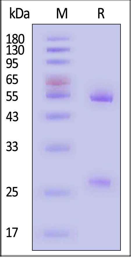 IgG SDS-PAGE