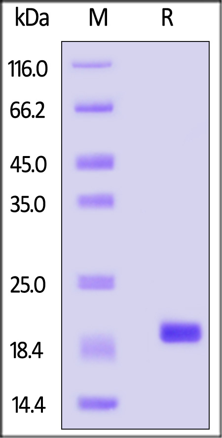 ALN-M52H6-sds