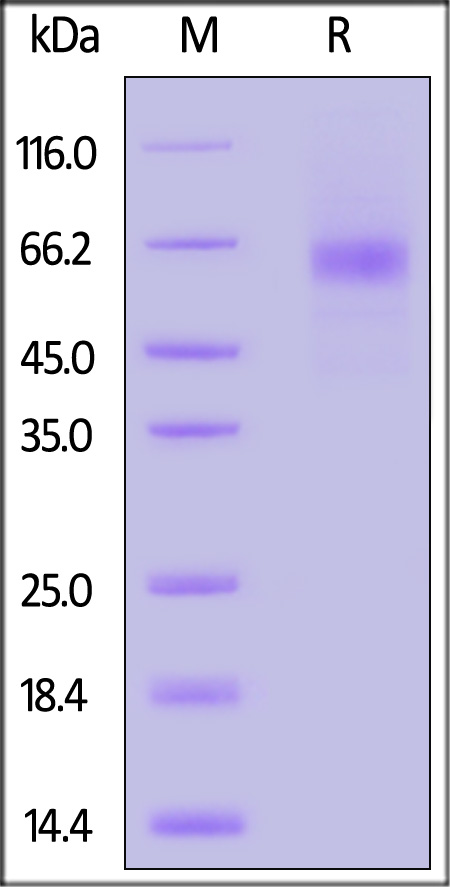 AM2-H52H5-sds