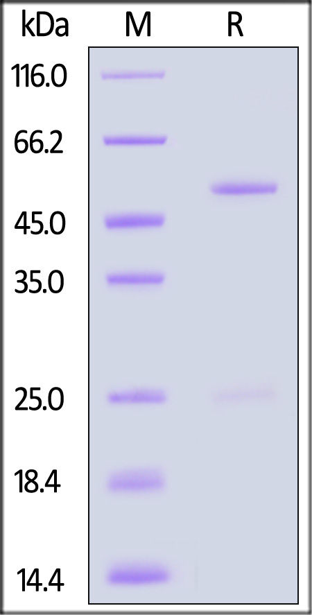 Mouse IgG SDS-PAGE