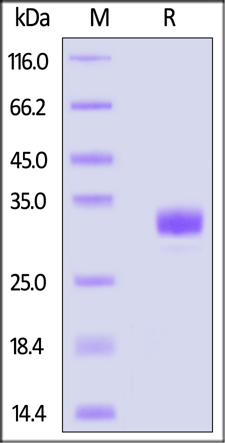 Angiopoietin-2 SDS-PAGE