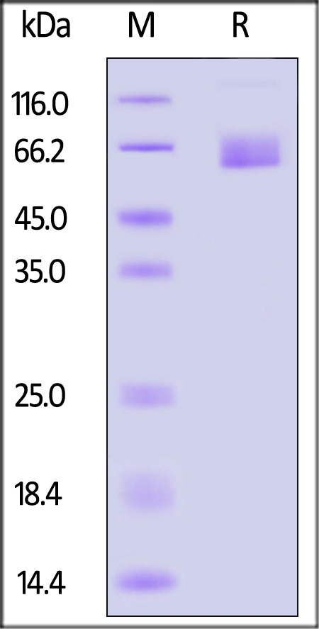 Angiopoietin-2 SDS-PAGE