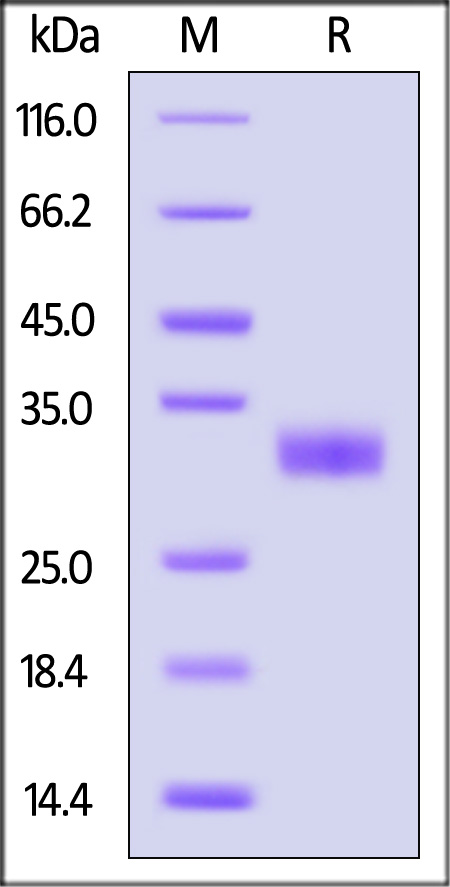 Angiopoietin-2 SDS-PAGE