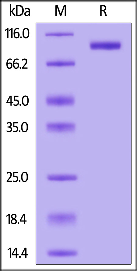 AP2-H52H9-sds