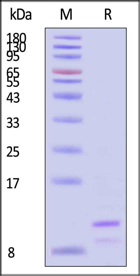 APA-H51H6-sds