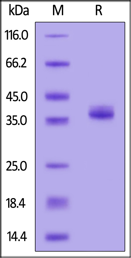 APE-H52E5-sds