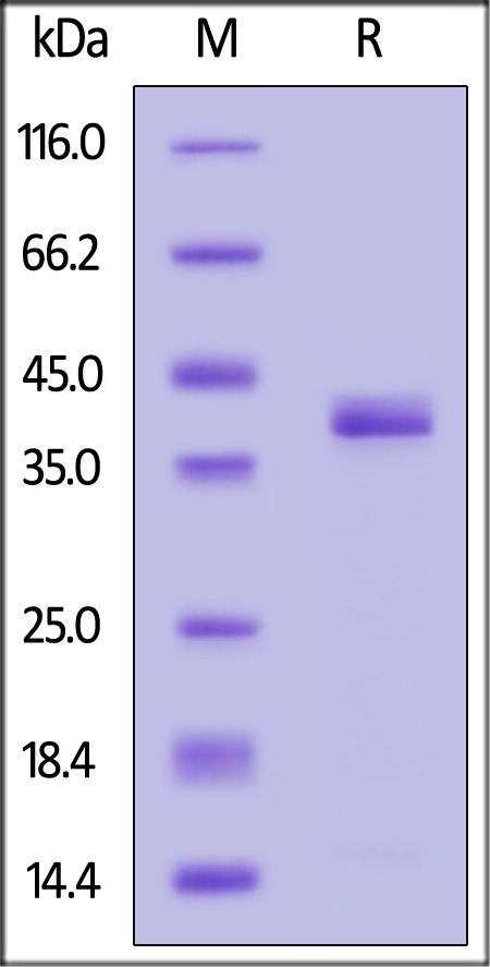 APE-H52E7-sds