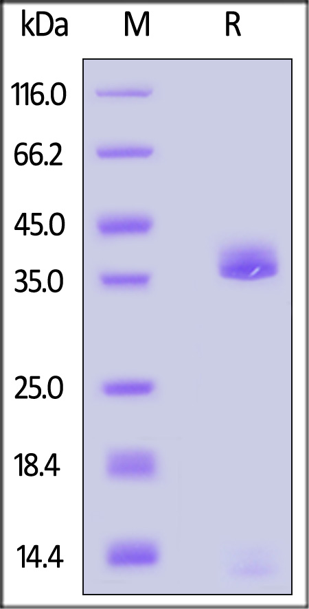 APE-H52H9-sds