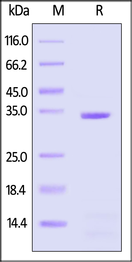 APE-M52H5-sds