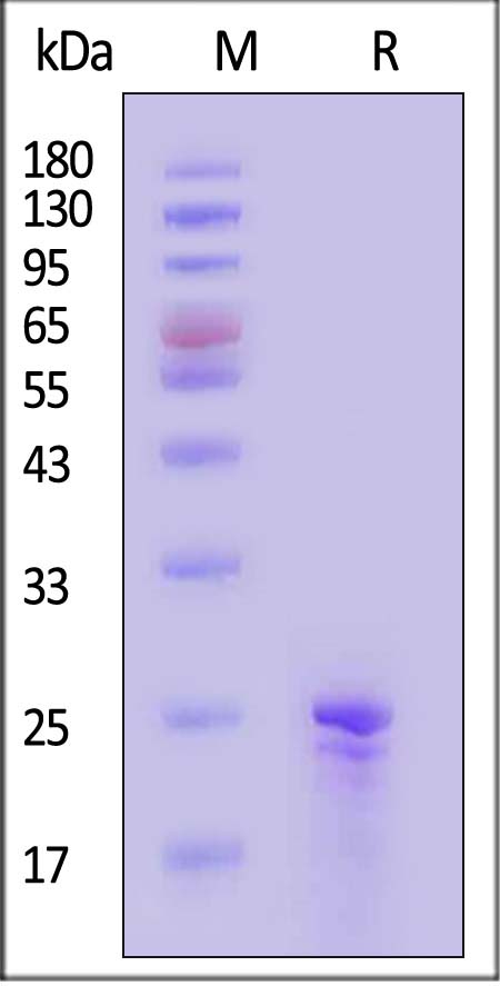 APO-H51H3-sds