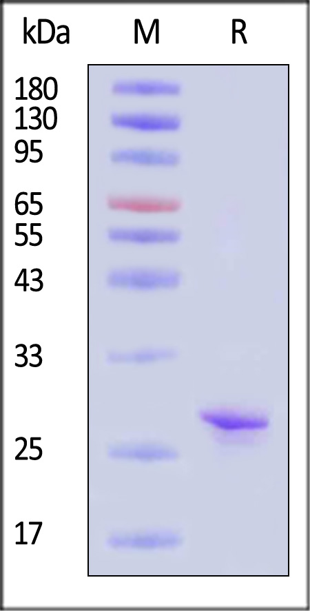 APO-H81Q5-sds