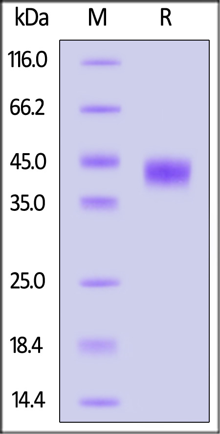 APP-M52H3-sds