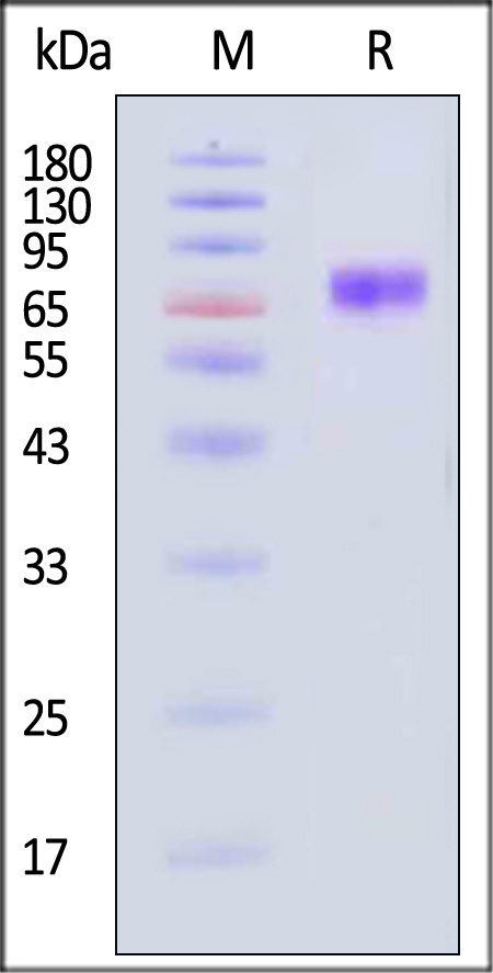 B71-H52A4-sds