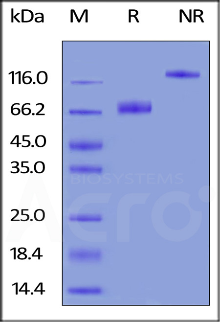 B7-1 SDS-PAGE