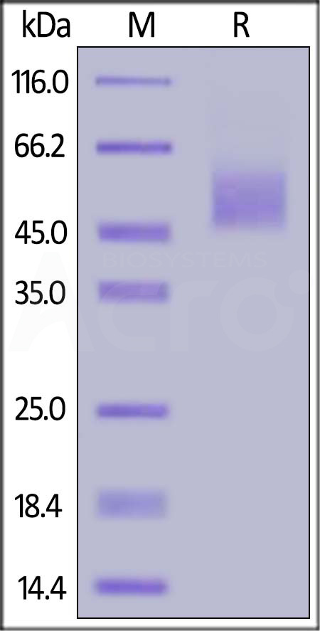 B7-H2 SDS-PAGE