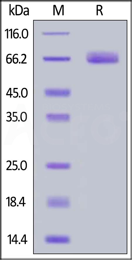 B73-C52Ha-sds