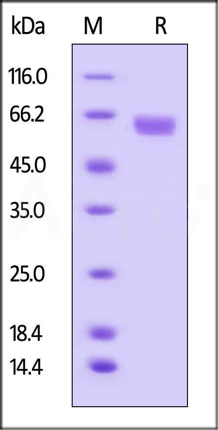 B7-H3 SDS-PAGE