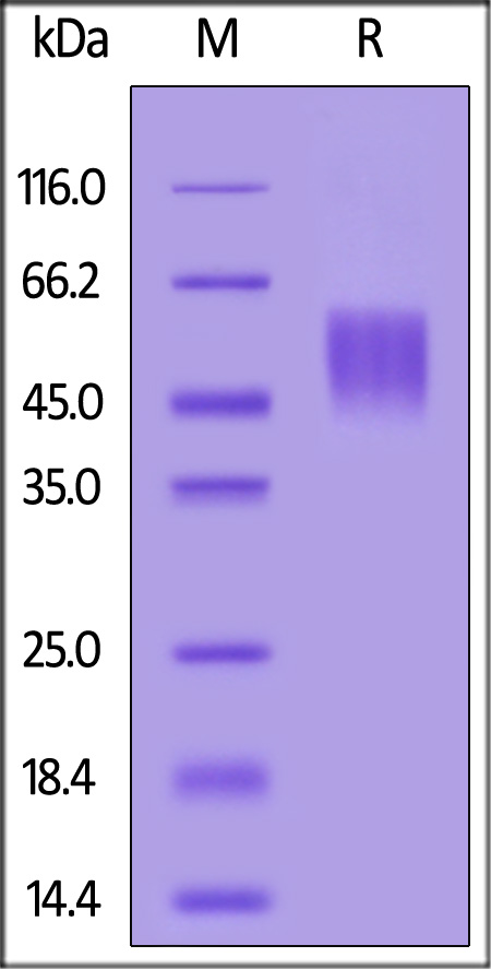 B74-C52H9-sds