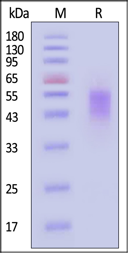 B7-H4 SDS-PAGE