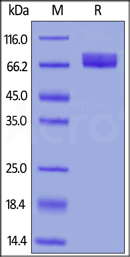 B7-H4 SDS-PAGE