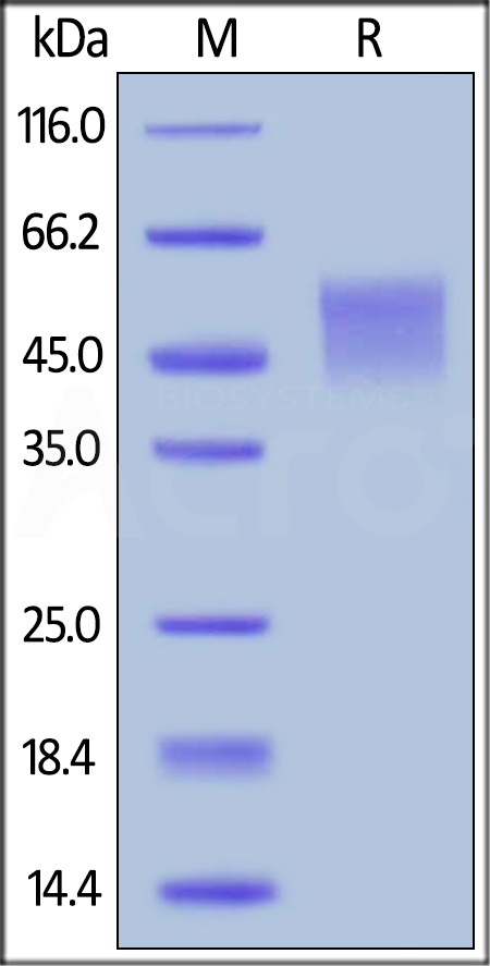 B7-H4 SDS-PAGE