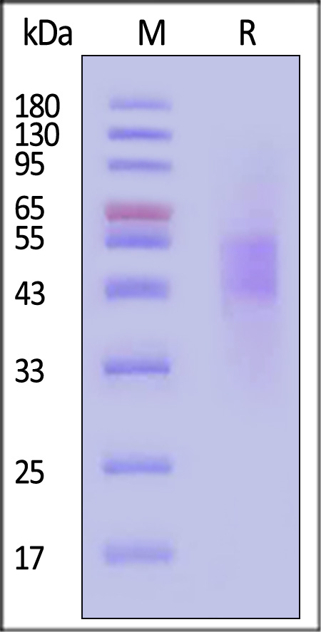 B74-H82E2-sds