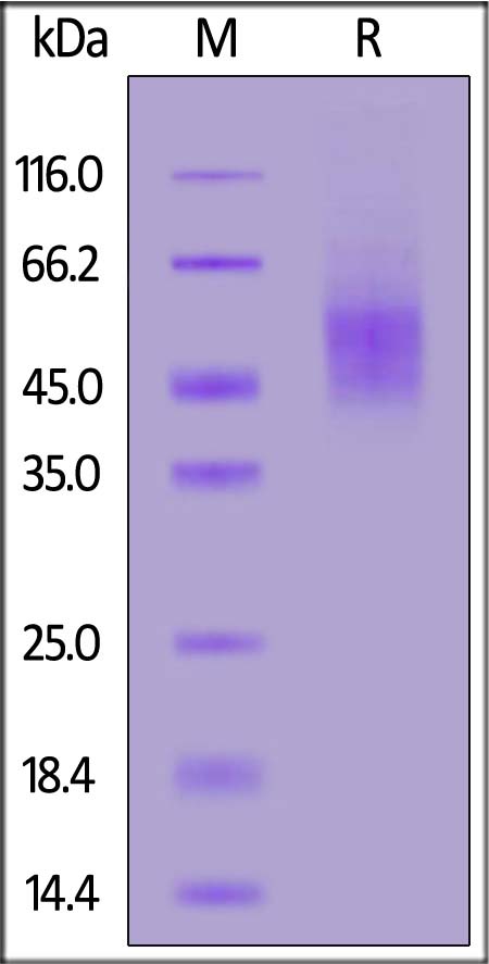 B74-M52H9-sds