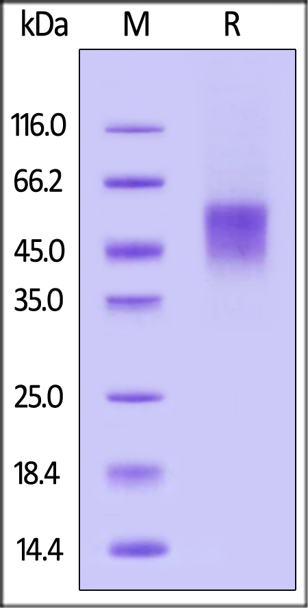 B74-R52H9-sds