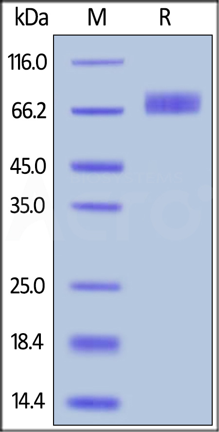 B7-H3 (4Ig) SDS-PAGE