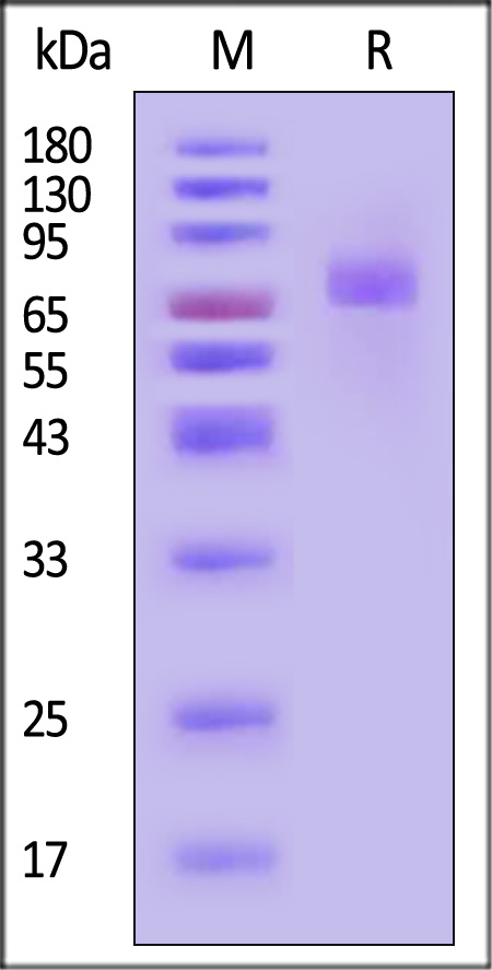 B7-H3 (4Ig) SDS-PAGE