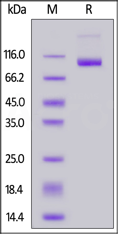 B7-H3 (4Ig) SDS-PAGE