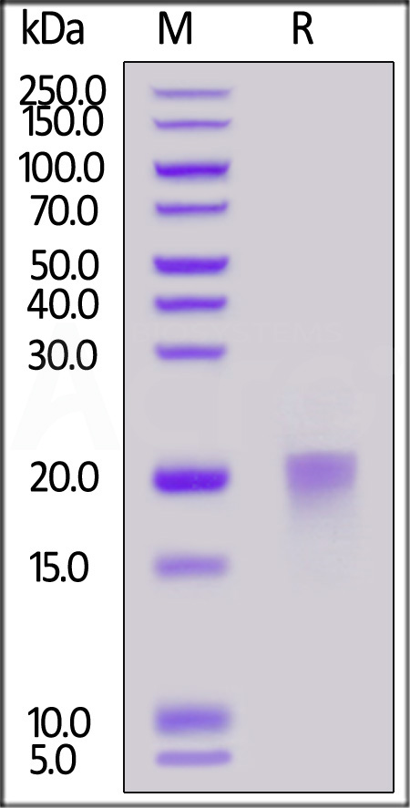 BAFFR SDS-PAGE