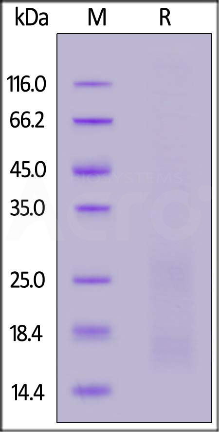 Rat BAFFR, His Tag (Cat. No. BAR-R52H3) SDS-PAGE gel